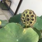 虎屋菓寮 - 蓮子