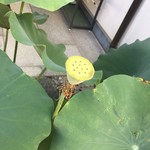 虎屋菓寮 - 蓮子