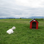 レークヒル・ファーム - お店のかわいい看板ヤギちゃん