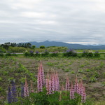 レークヒル・ファーム - お庭の花