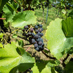 天橋立ワイナリー - 