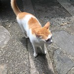 想古亭 源内 - お迎え猫ちゃん