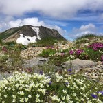 村営白馬岳頂上宿舎 - 山頂手前のお花畑と旭岳（2867m）