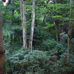 伊豆高原 城ケ崎温泉 花吹雪 - 