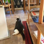 カフェ ウォルナット - 