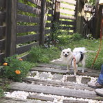 チェルシーズガーデンカフェ - レストランまでの素敵なアプローチ