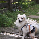 チェルシーズガーデンカフェ - レストランまでの素敵なアプローチ