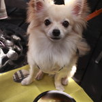 チェルシーズガーデンカフェ - 