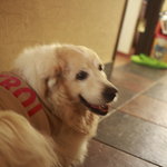 CHELSEA'S GARDEN CAFE - お店の看板犬のチェルシーちゃん