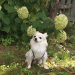 CHELSEA'S GARDEN CAFE - お食事のあとはお店併設のドッグラン