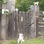 CHELSEA'S GARDEN CAFE - レストランのドッグランで記念撮影