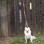 CHELSEA'S GARDEN CAFE - レストランのドッグランで記念撮影