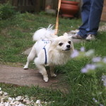 CHELSEA'S GARDEN CAFE - エントランスからレストランへのアプローチはハーブの花がたくさん咲いてます。