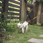 CHELSEA'S GARDEN CAFE - エントランスからレストランへのアプローチはハーブの花がたくさん咲いてます。