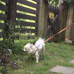 CHELSEA'S GARDEN CAFE - エントランスからレストランへのアプローチはハーブの花がたくさん咲いてます。