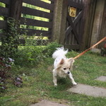 CHELSEA'S GARDEN CAFE - エントランスからレストランへのアプローチはハーブの花がたくさん咲いてます。