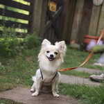 CHELSEA'S GARDEN CAFE - エントランスからレストランへのアプローチはハーブの花がたくさん咲いてます。