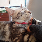 ニャンズカンパニー - パレット「あ〜、もっともっとのど撫でて〜」