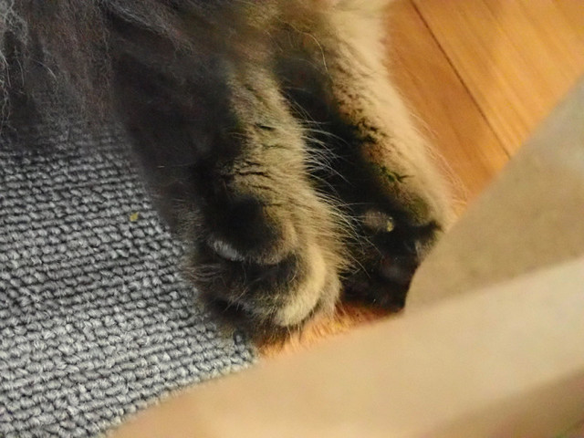 ニャンズカンパニー 富谷店（ニャン'z company） - 富谷町その他（その他）の写真