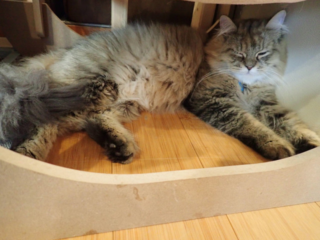 ニャンズカンパニー 富谷店（ニャン'z company） - 富谷町その他（その他）の写真