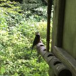 野鳥も遊びに来る