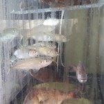 玄海鮨 - 水槽には、タイ、ヒラメ、アジ、サザエ