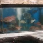 雑魚屋 福岡天神店 - 