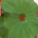 祇園もりわき - 大きな蓮の葉