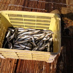 杉ケ瀬ヤナ - そのかわり一気に落ちます