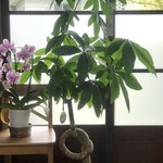 トモッティーナ - 