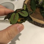 Grand rocher - ウニ