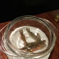 海皇 大阪堂島店 - 