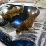 貴船べにや - ピンボケ　鮎の塩焼き