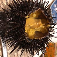 すし匠 齋藤 - 