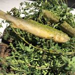 ラ・ヴァガボンド - 