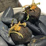 ラ・ヴァガボンド - 子豚のテリーヌをイカ墨のベニエで包み揚げた品