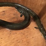 にょろ助 瓢六亭 - 四万十と蒲郡の天然鰻