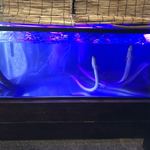 にょろ助 瓢六亭 - 愛知県蒲郡産の天然鰻