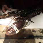 ラトリエ ドゥ ジョエル・ロブション - ブルターニュ産のオマール海老