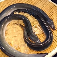 入谷鬼子母神門前のだや - 兼光（三河一色）の鰻