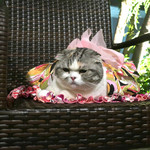 恵比寿 箸庵 - ミーちゃんはプッチの浴衣