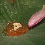 緒方 - すっぽんの煮こごり、生姜