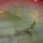 すし匠 - ばらちらし 1500円　のしじみのお椀