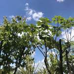 カフェラントマン - 