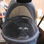 熟成和牛焼肉エイジング・ビーフ - キャリーであれば、店内ペット可