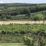 Enoteca della Valpolicella - 葡萄畑