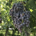 Enoteca della Valpolicella - もうすぐ収穫