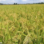 田舎うどん てつ - てつさんのごはん