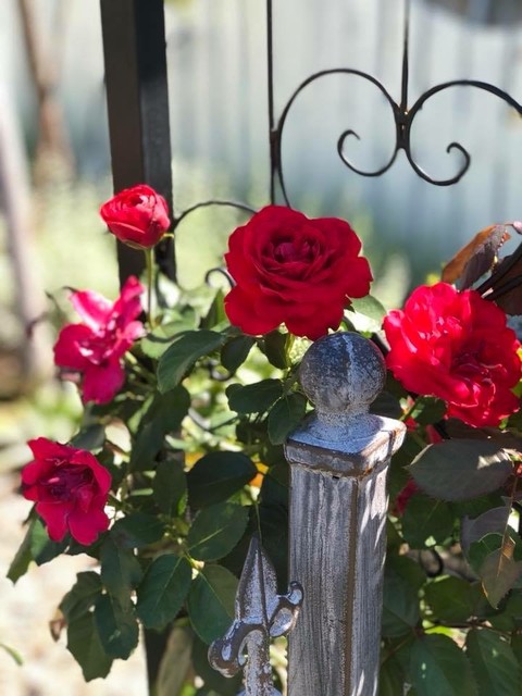 リトルコテージ ガーデンカフェ（little cottage garden cafe） - 米沢（カフェ）の写真