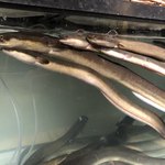 にょろ助 瓢六亭 - 四万十川の天然鰻